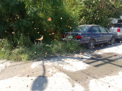 Mariposa falsa monarca y la gallito invaden las calles de Piedras Negras