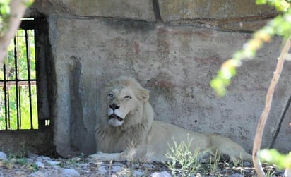 Zoológico municipal implementa nuevos programas de prevención