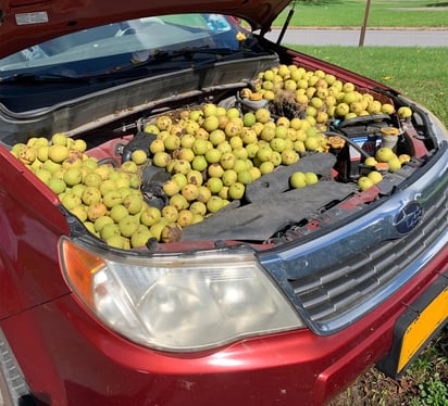 Ardilla llena el compartimiento del motor con nueces