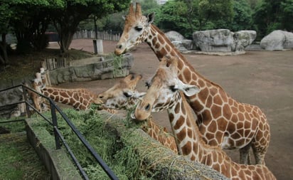 'No va a faltar alimento a los animales de los zoológicos', asegura Claudia Sheinbaum