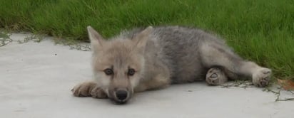 Ciencia: clonan por primera vez un lobo ártico  