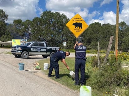 Municipio de Arteaga quiere puentes para evitar accidentes con osos