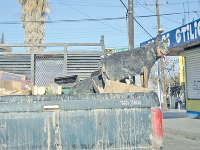 La SSa pide acciones contra perros callejeros por la Rickettsia 