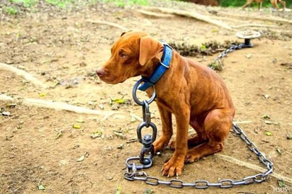 Colinas, colonia con más casos en maltrato animal 