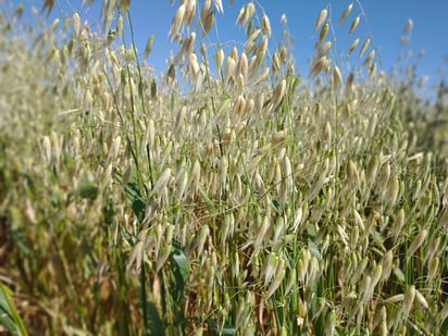 Productores del campo optimistas para la siembra de avena en Piedras Negras 