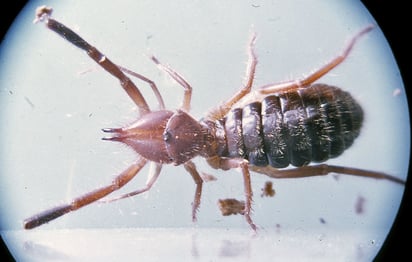 Esta es la razón por la cual salta esta araña cuando la enfocan con un iPhone