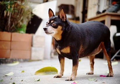 La obesidad en las mascotas es un problema frecuente en la localidad