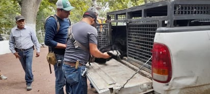 Osezno es capturado en colonia Pedregal , será regresado a su hábitat