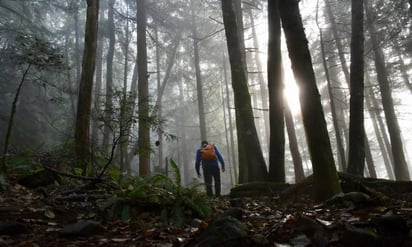 ¿Es real? Conoce el fenómeno del bosque que respira