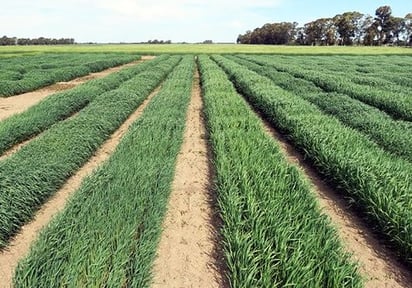 Municipio entregará avena forrajera a productores del campo