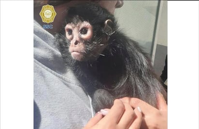 Video: Aseguran animales exóticos, drogas y armas tras cateo a banda 'Los Diamantes'