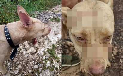 Pitbull defiende su casa de un ladrón en Yucatán y casi le arranca los dedos