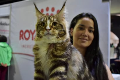 ¿Eres michi lover? Lánzate a la Expo Show Internacional de Gatos