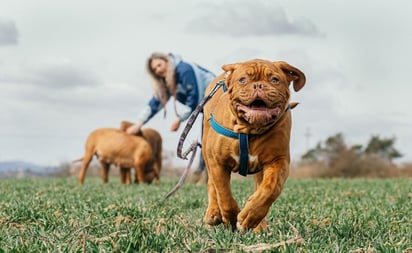 Estudio revela por qué tener un perro es bueno para el corazón