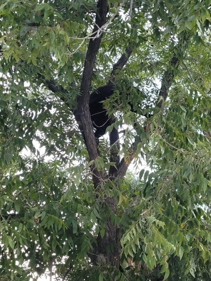 Protección Civil sigue con operativos de protección a fauna por presencia de Oseznos