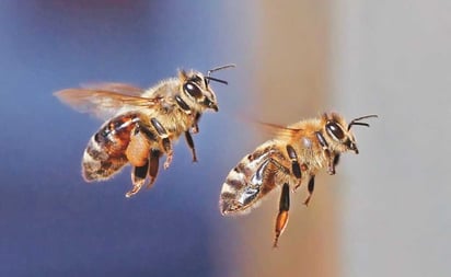 Hombre muere atacado por enjambre de abejas africanas en Ahome, Sinaloa