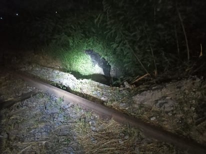 VIDEO: Oso regresa a la empresa Nasa de Frontera