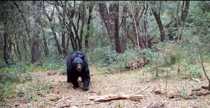 Cámara en sierra de zapalinamé muestra a osos 'jugando'   : Osos son captados \'Jugando\' en la sierra de zapalinamé