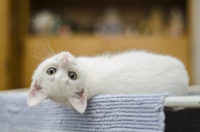  Los gatos y su comportamiento más destacable: Los felinos suelen ser muy sorprendentes a la hora del comportamiento.