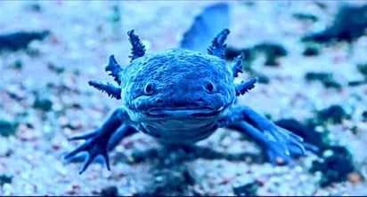 Festeja Día de Muertos en la Noche del Axolotl: El Día de Muertos está cerca. A los festejos en CDMX se suma uno más: la Noche del Axolotl.