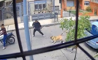 Video: Perritas callejeras frustran asalto armado en Argentina y cautivan las redes