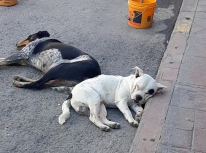 ¿Por qué no es sano tener a las mascotas en la calle?