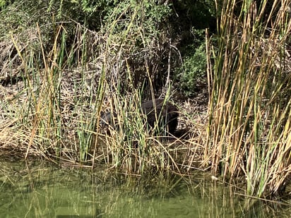 Capturan a uno de los tres osos que rondan las colonias del sector Norte de Monclova