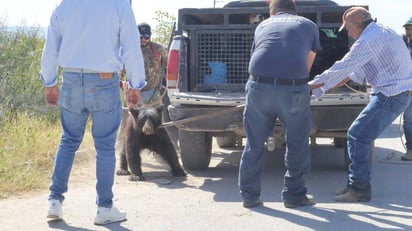 Cría de oso fue capturada; falta la madre 