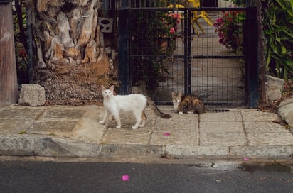 Lo que debes conocer de un gato feral y por qué no es bueno tratar de adoptarlos