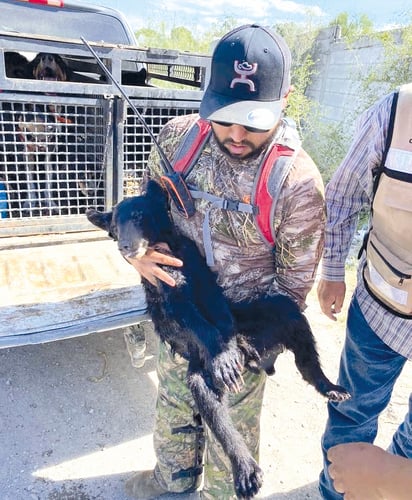 Osos capturados en Monclova serán trasladados a otra ciudad para su mejoría