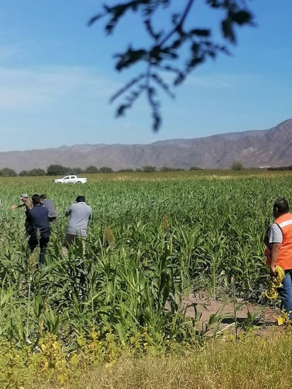 Causa Alerta avistamiento de Joven oso en Matamoros Coahuila