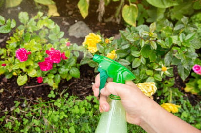 Plantas que ayudan a repeler a los insectos 