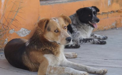 Propone PVEM hasta 8 años de prisión a quien maltrate o torture un animal