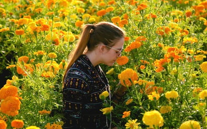 La mágia de la flor de cempasúchil 