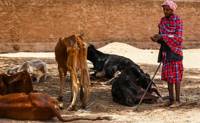 Sequía mata a más de mil animales salvajes, incluidos 205 elefantes en Kenia