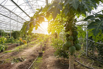 Motivos saludables para consumir papaya