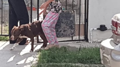 Quincuagenaria es atacada por un perro pitbull en la Año 2000