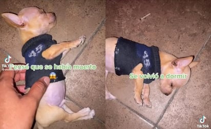 TikTok viral: Perrito actor se roba el corazón de los internautas