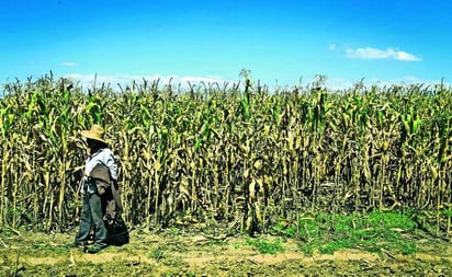 Alista Senado aprobar reforma para sustituir plaguicidas tóxicos en México