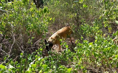 Con equipos caninos, rastrean campos en Ciudad Fernández en busca de tres mujeres desaparecidas