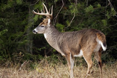 La caza de venado inicia temporada este 18 de noviembre 