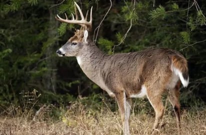 Mas de mil cazadores llagarán a la región por la temporada de carencia de venado