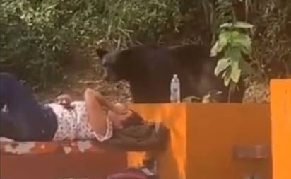 VIDEO: Joven vivió momento de terror al ser sorprendida por oso; así reaccionó