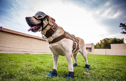 Frida: “símbolo de esperanza e inspiración”; así fue la vida de la perrita rescatista