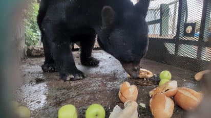 'Oso de la Borja' fue liberado en la sierra de Nadadores y San Buenaventura