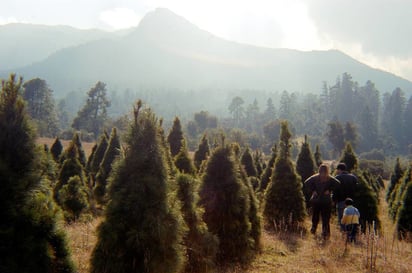 6 lugares donde comprar tu árbol de Navidad y pasar un gran día