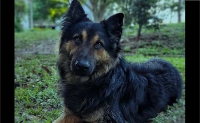 Vecinos exhiben a perrito por robar tapetes de un edificio en Argentina; 'ladronzuelo'