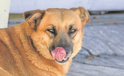 Hombre es devorado por perros en Ixtapaluca