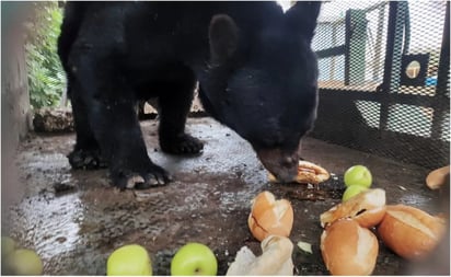 ¡No quería regresar a la sierra! Liberan a oso rescatado en Coahuila; estaba deshidratado y desnutrido