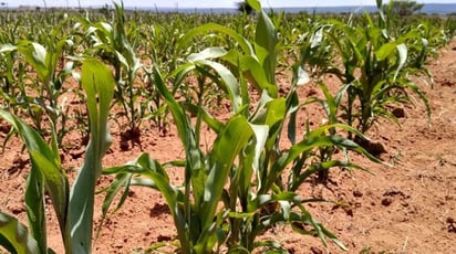 Agricultores favorecidos con las lluvias de la región 